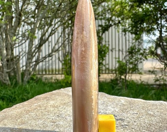 Fossilized belemnite cylindroteuthis, genuine uk jurassic specimen, certificated fossil