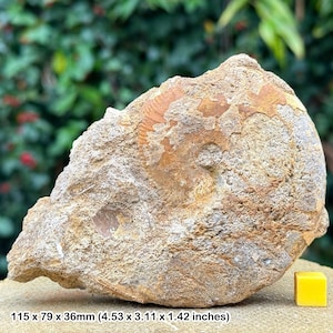 Fossil leioceras opalinum ammonite, burton bradstock, jurassic coast, dorset uk