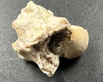 モロッコ産のパレオフィス蛇の脊椎始新世化石 - Etsy 日本