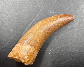 プレシオサウルス　歯 　母岩付き　化石 標本 プレシオサウルスの歯の化石（母岩入り） - 美しく保存された標本
