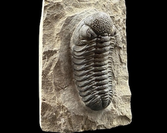 ゲラストス三葉虫の化石 - デボン紀、モロッコ - 古代の海洋生物