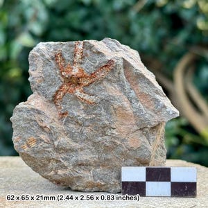 Fossil brittle stars (ophiura) - ordovician draa valley morocco - genuine specimen w/ coa