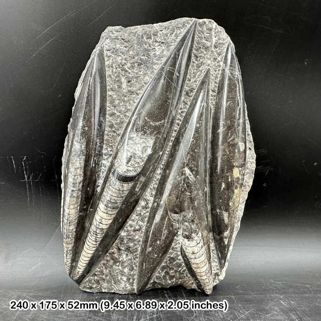 黒大理石の板に刻まれたオルソケラスの化石、世界中の化石、本物