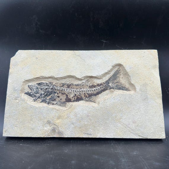 ミオプロスス化石魚（母岩入り） - アメリカ合衆国始新世産真正標本