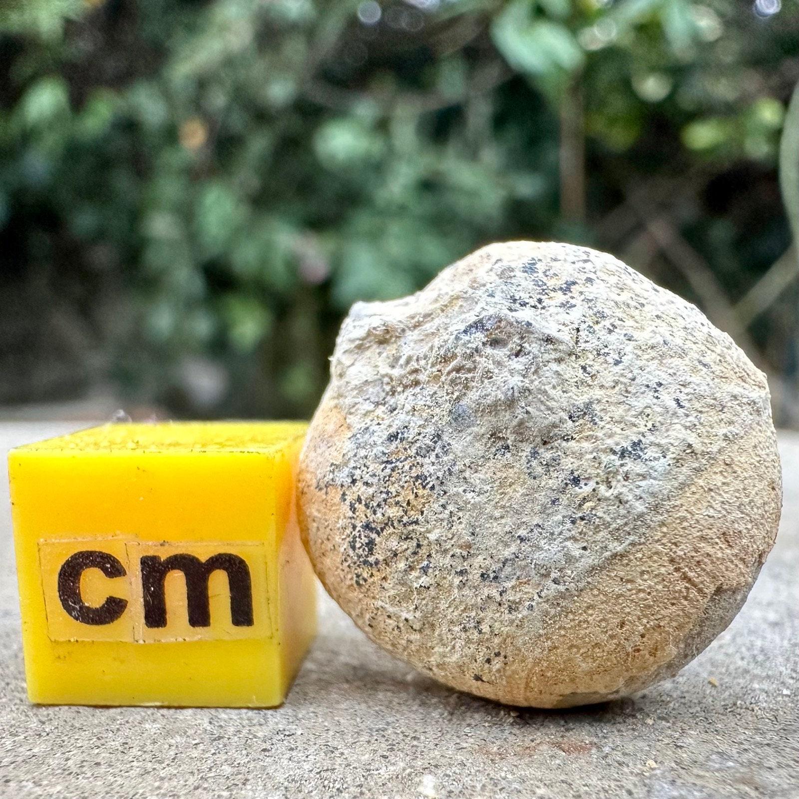 Nucleolites scutatus echinoid fossil - jurassic coast (pirates cove, dorset), osmington oolite.