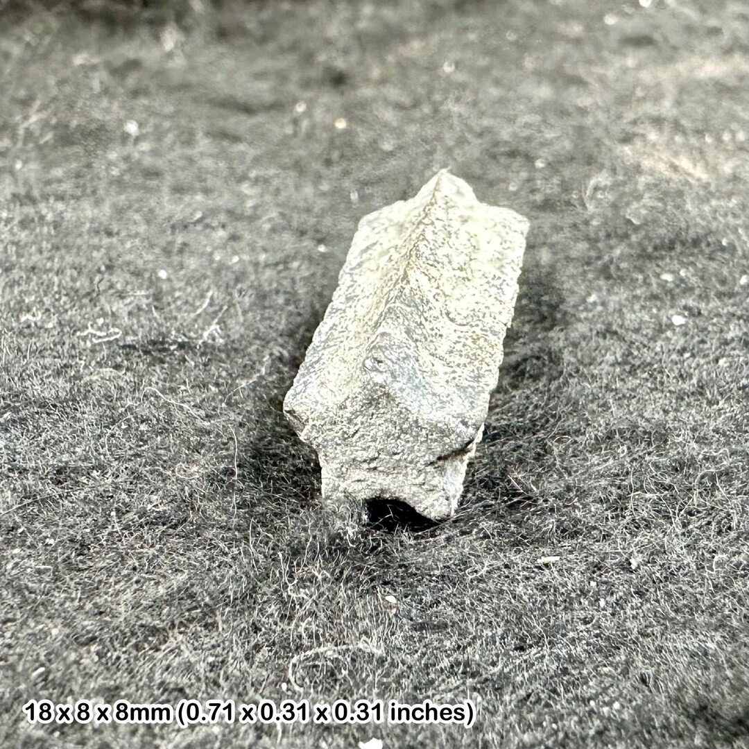 ウミユリの星茎化石 – ジュラ紀前期のウミユリ – シータウン