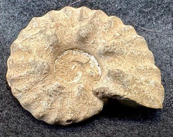 Fósil de amonites raro de Forresteria Reeside, Coniaciense, Cretácico, Menabe, Madagascar, auténtico y certificado.