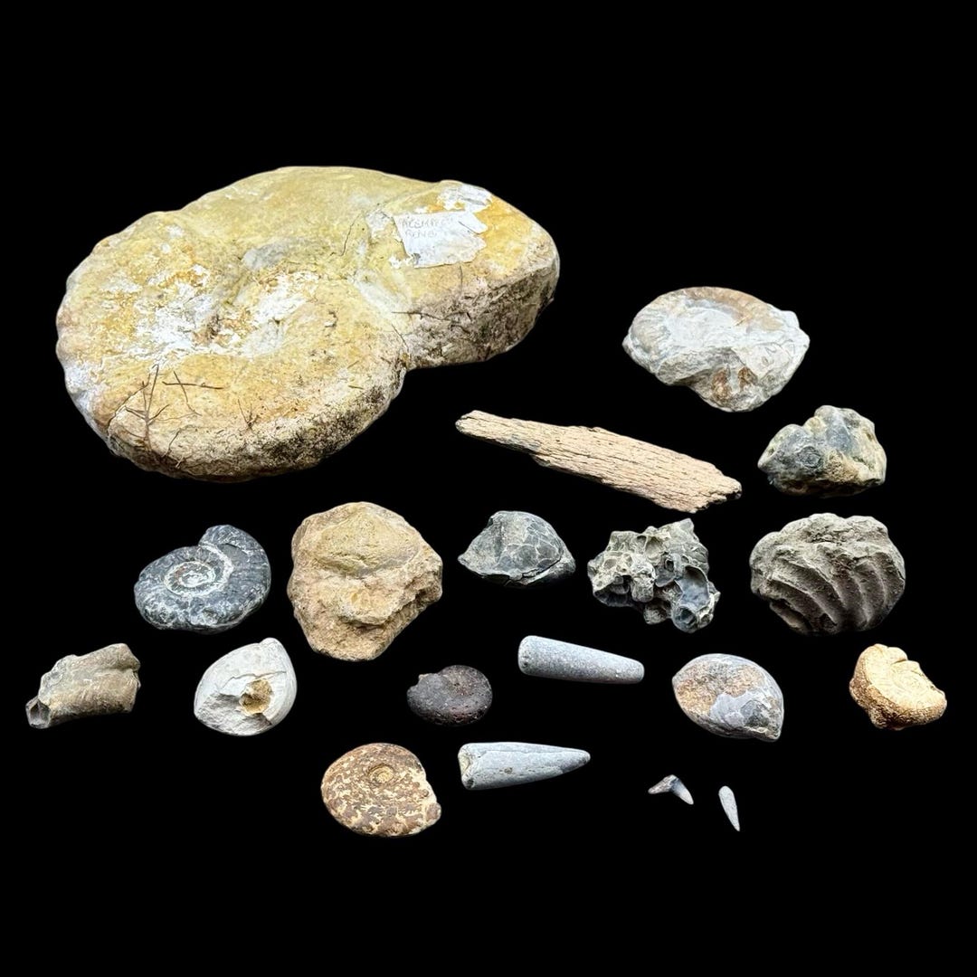 1kg Bulk British Fossil Mix 20 X Fossils Budget Mix (including