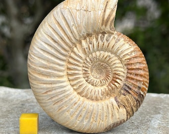 Perisphinctes ammonite fossil – lower jurassic specimen from tulear, madagascar – genuine with certificate