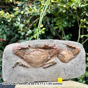 Double charybdis complete fossil crabs in matrix, miocene, indonesia – 100% genuine with certificate of authenticity