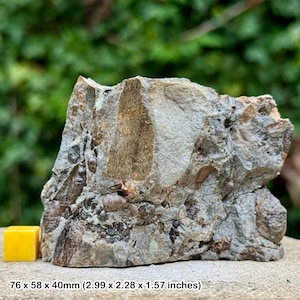 May include: A rough-hewn rock specimen with a mix of gray, brown, and tan tones. The rock's dimensions are 2.99 x 2.28 x 1.57 inches. The surface has a textured appearance, with visible mineral inclusions and variations in color.