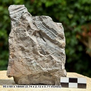 Fossil fern – polymorphopteris polymorpha – carboniferous plant – uk coal measures – genuine with certificate