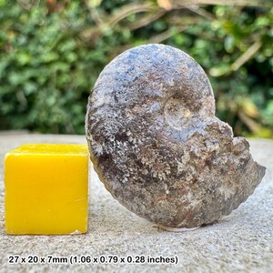 Anahoplites planus fossil ammonite cretaceous folkestone uk | gault clay middle albian genuine specimen with certificate