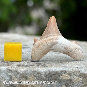 Dente fossile di squalo Otodus obliquus – dente di predatore marino dell’Eocene – Khouribga, Marocco – esemplare autentico con COA