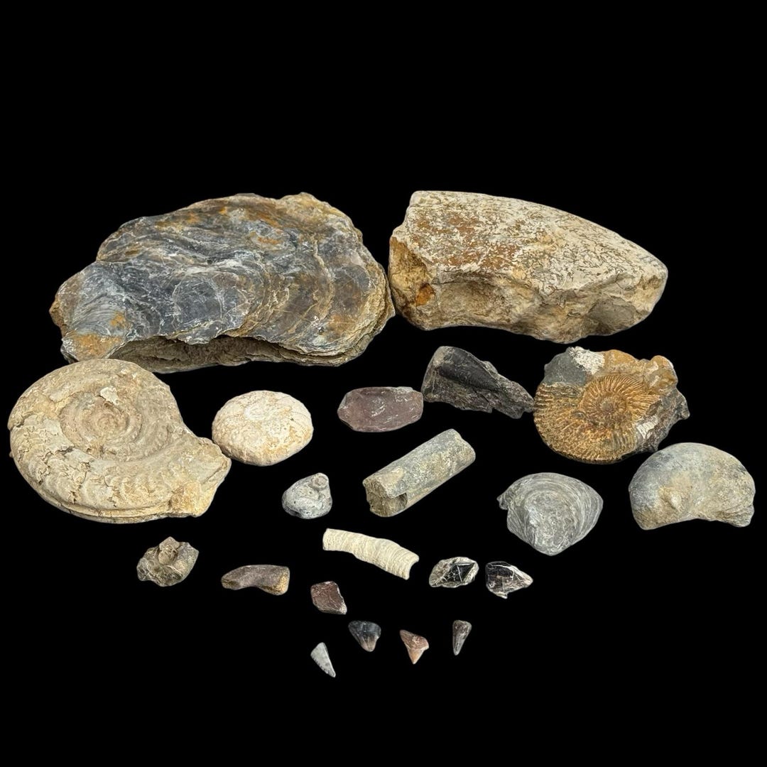 1kg Bulk British Fossil Mix 21 X Fossils Budget Mix (including