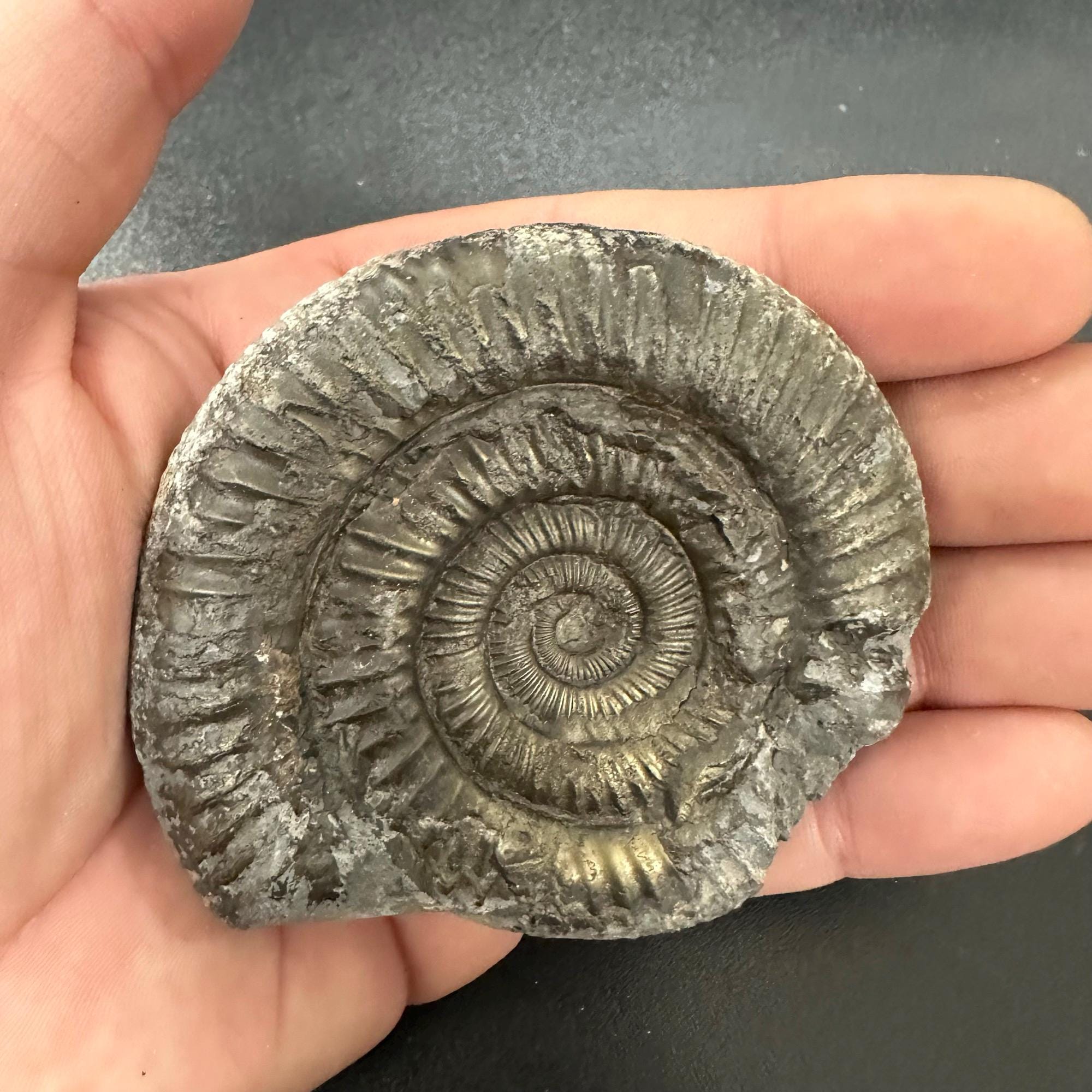 ダクティリオセラス・コミューンアンモナイト化石、英国産ジュラ紀真正