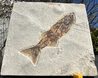 長い！100%天然、5000万年前のミオプロス魚化石、ワイオミング州産
