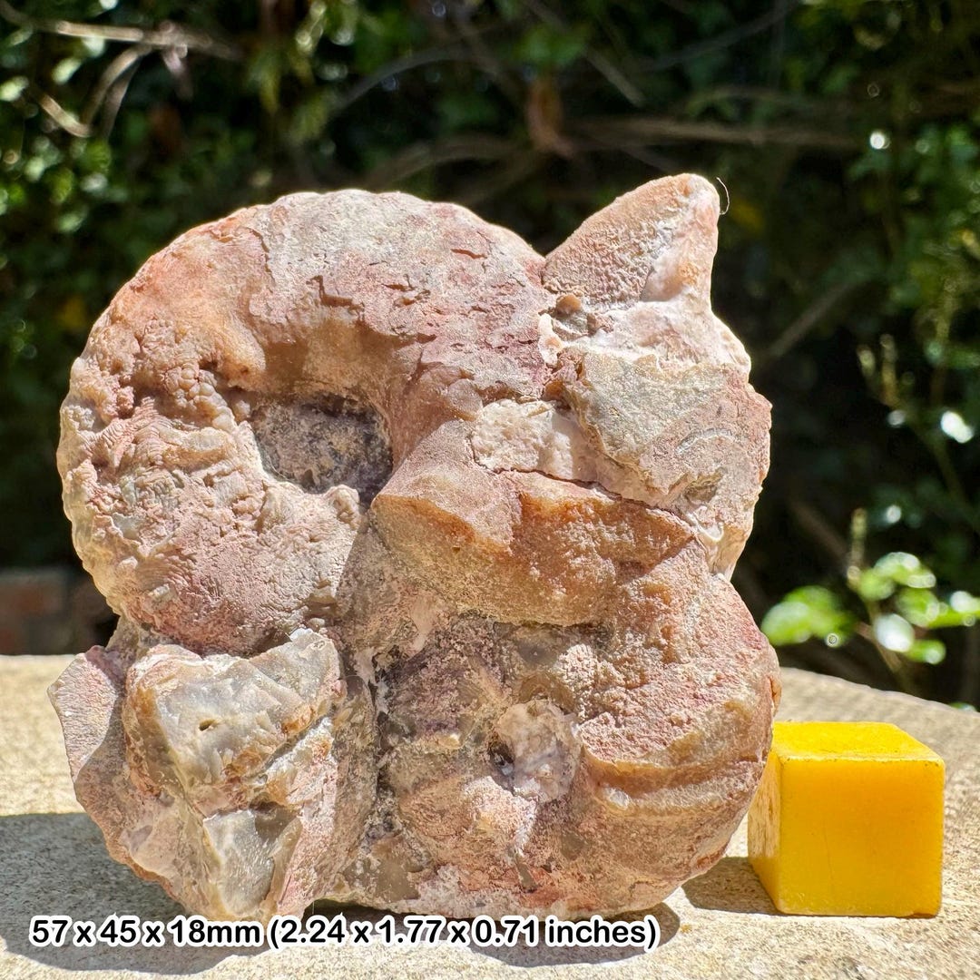 Rare Fossil Ammonites Neoptychites & Vascoceras Venezolanum