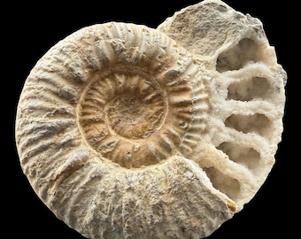 Pleuroceras solare ammonite fossil lower jurassic france genuine display coa normandy upper pliensbachian specimen