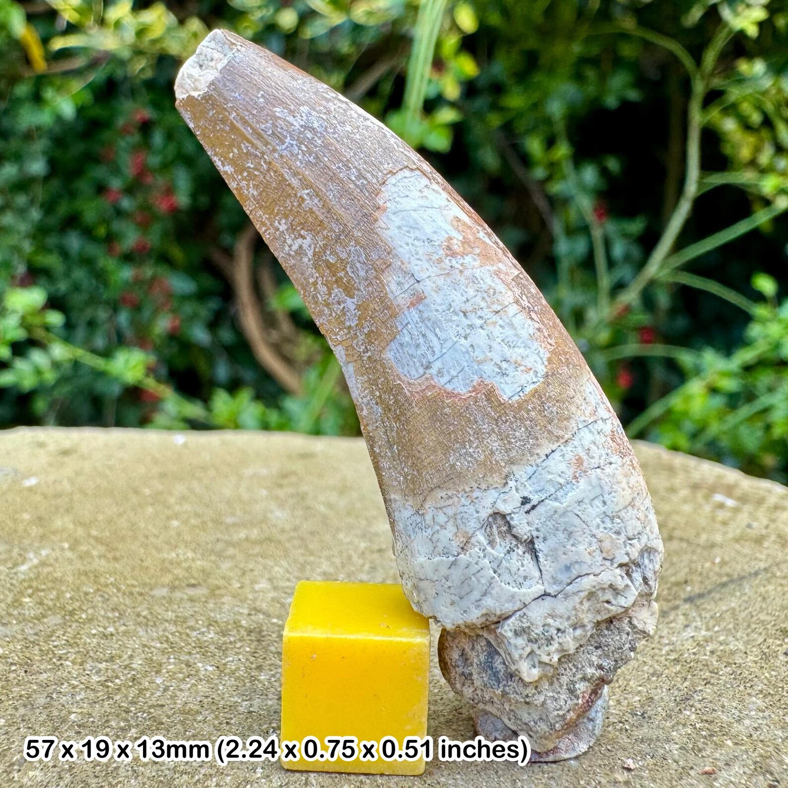 Fósil de diente de dinosaurio Suchomimus (espinosaurio) - Cretácico ...