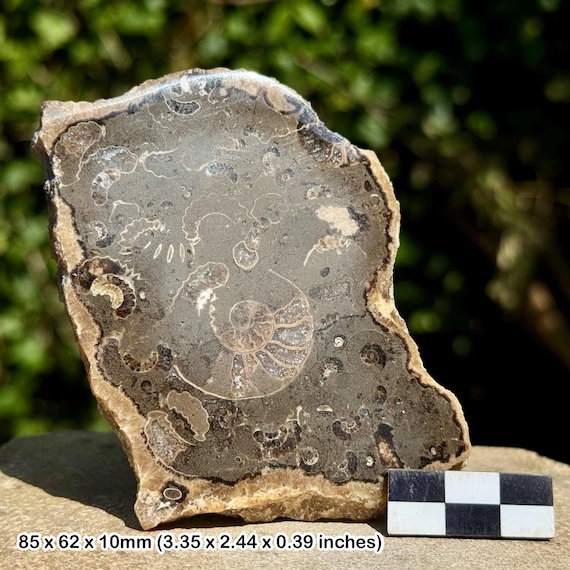 巨大なアンモナイトボード！プロミクロセラスの置換化石 イギリス ドーシット州産 方解石 鉱物 プロミクロセラス003｜恐竜・化石グッズの専門店 ふぉっしる
