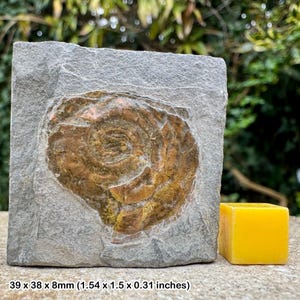 大型の虹色アンモナイト化石：Caloceras johnstoni、イギリスの