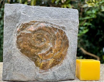 大型の虹色アンモナイト化石：Caloceras johnstoni、イギリスの