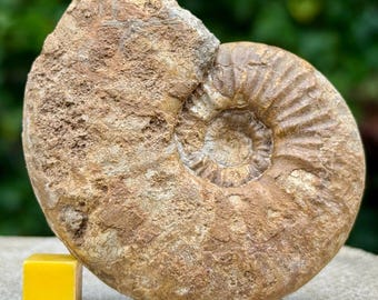 Ammonites fósil Kosmoceras duncani Calloviense Jurásico Villeurs s mer Francia