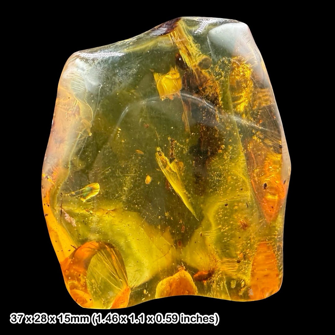 Rare Mexican Amber Fossil With Insects Miocene Chiapas Genuine Amber ...