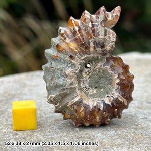 Douvilleiceras Ammonit Fossil - Kreidezeit Madagaskar
