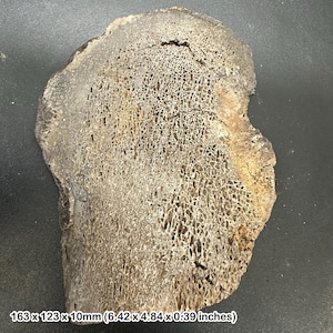 May include: A fossilized bone fragment with a porous, sponge-like texture. The piece is a light brown color with darker areas and measures 6.42 x 4.84 x 0.39 inches. The surface has a network of small holes.