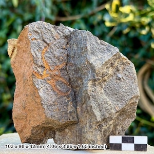 Estrellas frágiles fósiles (ophiura) - valle del Draa, Ordovícico, Marruecos - ejemplar auténtico con coa