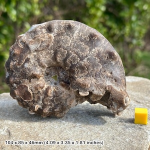 Giant fossil ammonite mamites nodosoides - cretaceous morocco - genuine specimen certificated