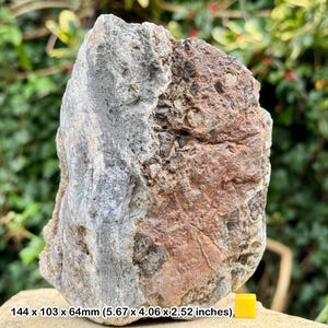 Fossil fish, shark, reptile bone & coprolite bed | upper triassic | genuine specimen | cert. of authenticity