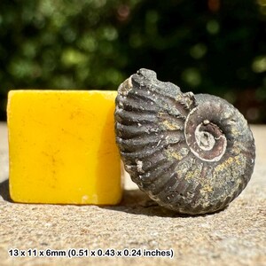 Fósil de amonita Scarburgiceras del Jurásico Oxfordiano Inferior (Warboys del Reino Unido con certificado)