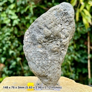 Jurassic crinoid star slab fossil on stand - charmouth, uk - authentic with coa