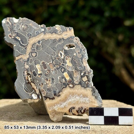 巨大なアンモナイトボード！プロミクロセラスの置換化石 イギリス ドーシット州産 方解石 鉱物 プロミクロセラス003｜恐竜・化石グッズの専門店 ふぉっしる