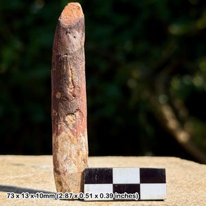 Rebbachisaurus dinosaur tooth fossil – cretaceous kem kem beds morocco, genuine specimen