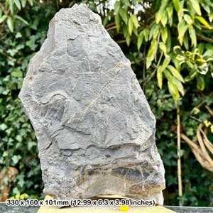Rare triassic fossil bed - fish, shark, reptile bones & coprolite - blue anchor, somerset - coa included