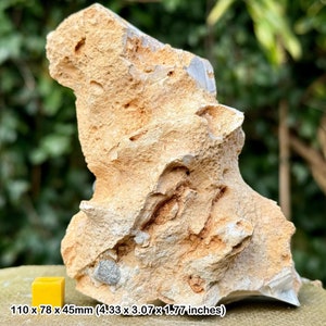 Fossil sponge in flint, grey chalk subgroup, cretaceous, branscome, devon, uk - genuine