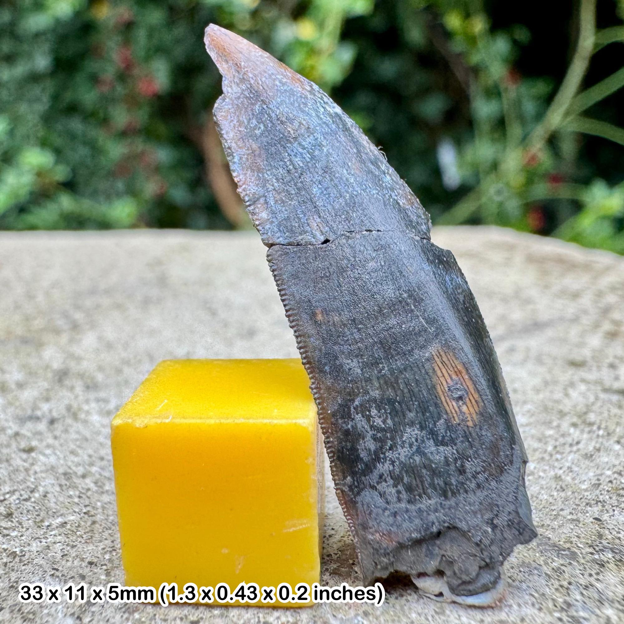 Kryptops Dinosaur Tooth Fossil (abelisaurid) - Grade A, Cretaceous ...