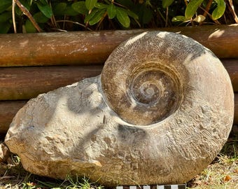 モロッコで発見された白亜紀のマンテリセラスアンモナイト化石標本