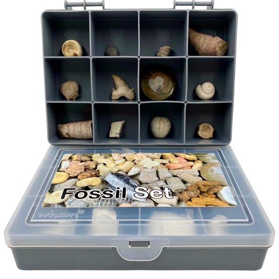 Fossil set of 12 genuine fossils gift for beginners and collectors