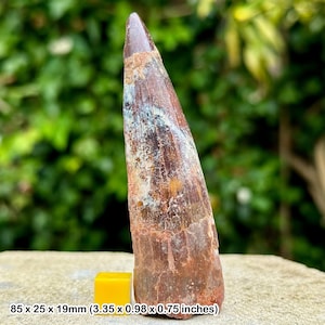 Rare a-grade spinosaur fossil tooth - phosphate deposit, eocene: oued zem, khouribga, morocco - authentic with coa