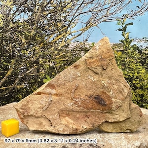 Glossopteris fossil fern – authentic permian plant fossil from australia – extinct seed fern with certificate of authenticity