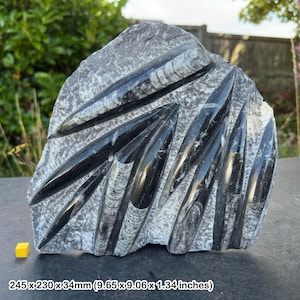 Fossile Orthoceras Platte in schwarzer Marmorplatte weltweit Fossilien echt