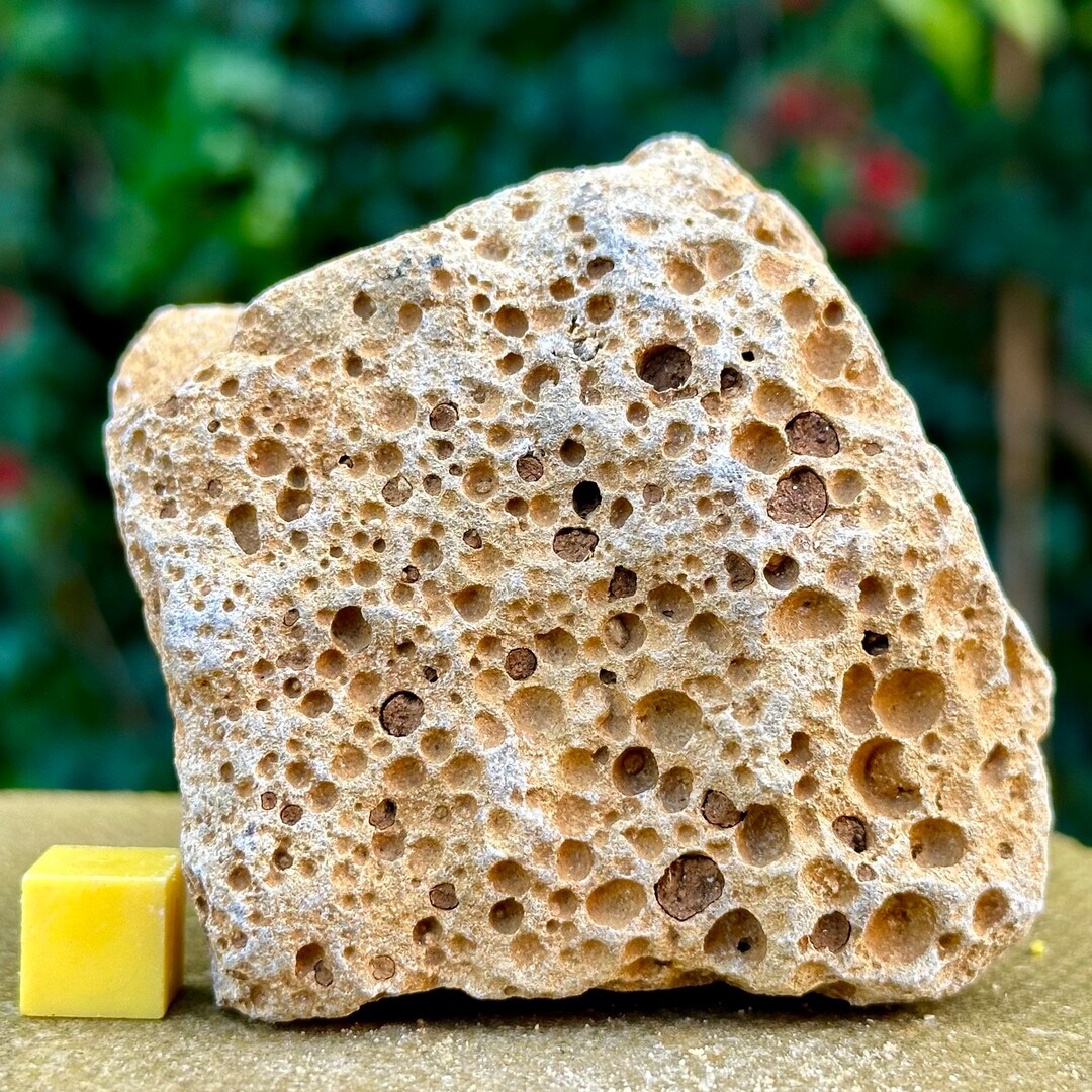 Jurassic Coral Fossil From Wiltshire UK Genuine Fossils for Etsy