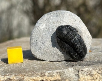 Gerastos trilobite fossil - devonian period, morocco - ancient marine life