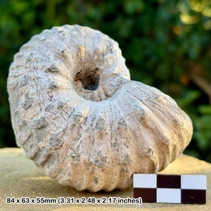 Liparoceras cheltiense ammonite fossil - lower pliensbachian, jurassic, blockley, gloucestershire, uk | 100% genuine specimen + coa