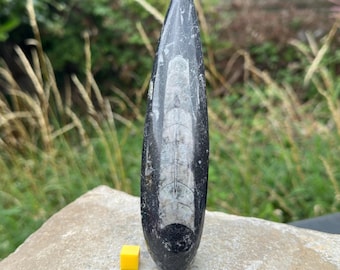 Orthoceras nautiloid fossil – genuine devonian cephalopod from morocco – straight horn shell – with certificate of authenticity